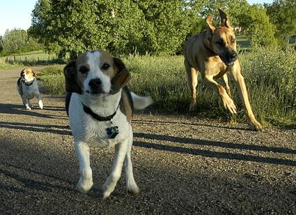 Dogs love to run - but when they are allowed to chase people bicycling on a public road, it is not safe for the dogs or for the people bicycling. Your brief message to the Missouri House Committee will help them understand the importance of this this bill, which is narrowly targeted to close this loophole in current Missouri law Dogs love to run - but when they are allowed to run free, it is not safe