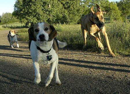 Dogs love to run - but when they are allowed to chase people bicycling